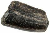 Rare, Fossil Theropod (Neovenator) Tooth - England #316988-1